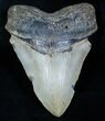 Bargain Inch Megalodon Tooth #3914-1